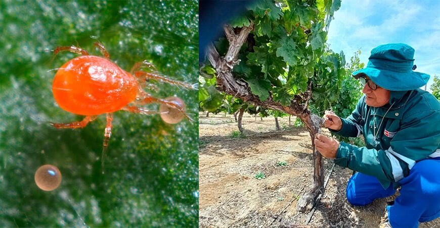 Senasa autoriza la importación de ácaro de Israel para el control de plagas en cultivos agrícolas