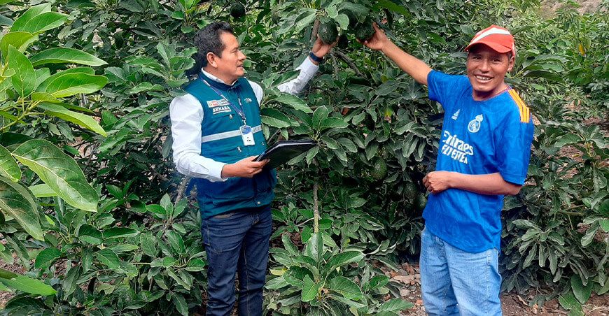 Agricultores organizados controlan mosca de la fruta e incrementan exportación de palta Cosagra Huancavelica Senasa Perú