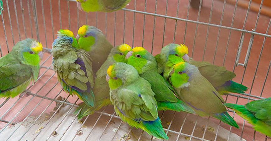 Rescatan pericos, loros y tortugas consignados en bolsas y cartones en Carhuaz