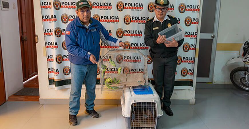 Rescatan pericos, loros y tortugas consignados en bolsas y cartones en Carhuaz