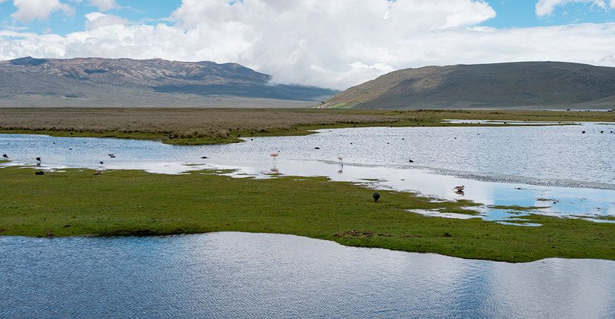 Serfor conservación e humedales de Áncash Perú