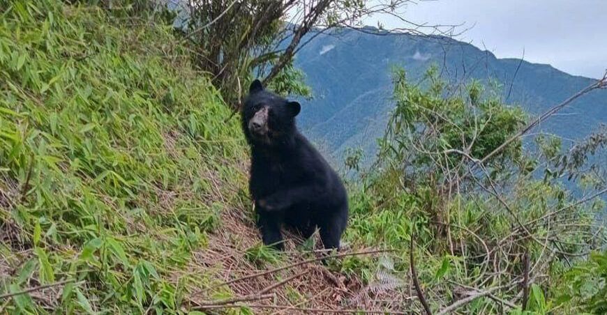 Ante avistamientos de oso andino, Serfor insta a la población a proteger la especie Puno Serfor Perú
