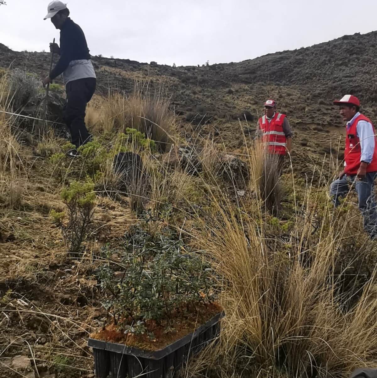 Serfor concluye con instalación de 1000 plantones de queñua en Ataspaya Moquegua Perú