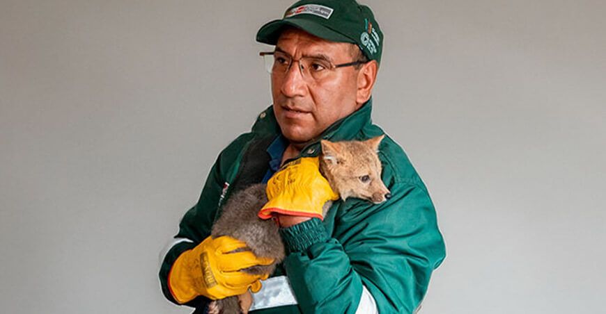 Serfor llama a proteger la fauna silvestre tras rescatar cría de zorro andino en Caraz Áncash Perú