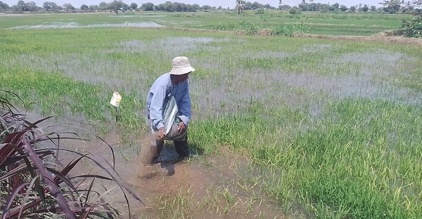 siembra cultivo de arroz Perú