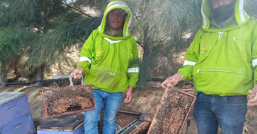 Crean suplemento proteico con residuos de frutas para abejas