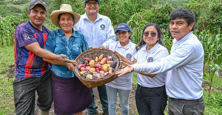 UNTRM avanza en la mejora genética de la papa nativa de Amazonas