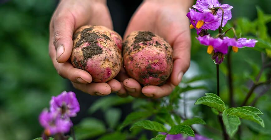 UNTRM evalúan características morfológicas de papas nativas Amazonas Perú