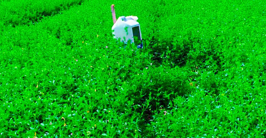 Impulsan el uso de feromonas para el control de plagas en cultivos de alfalfa en Mejía Arequipa Perú