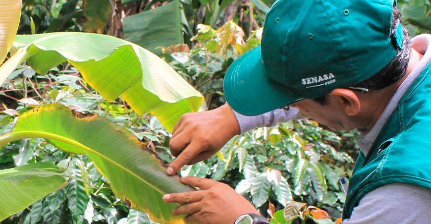 Senasa Perú prevención del Fusarium oxysporum f. sp. cubense Raza 4 Tropical que los cultivos de plátano y banano