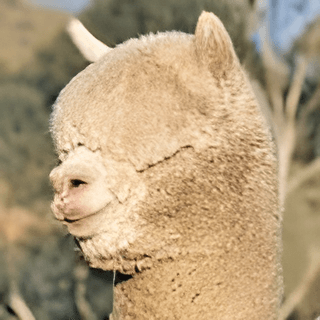 Alpaca australiana biotipo Michi Uman de ancestros de Accoyo, Macusani, Puno, Perú.