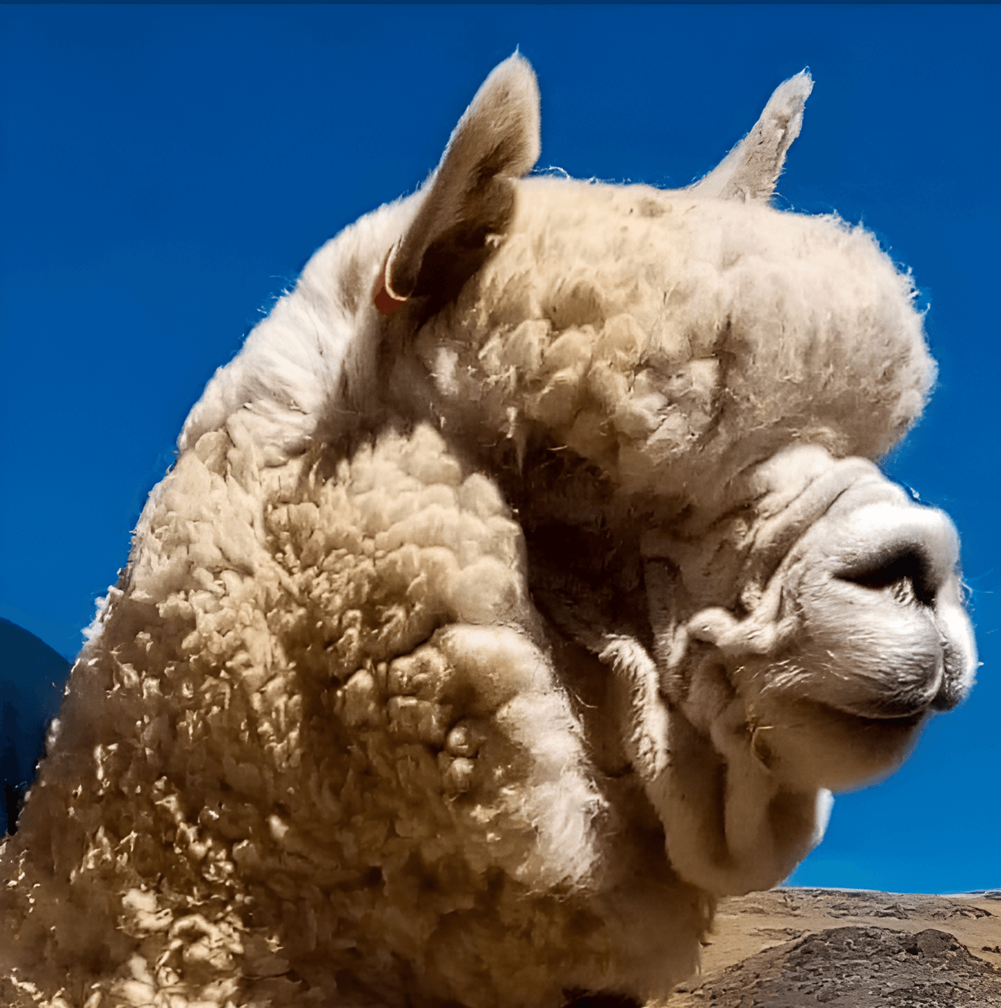 Alpaca biotipo Q’inqhu o Macusani.