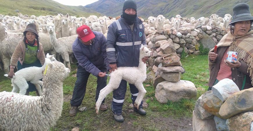 campaña sanitaria proteger alpacas Maranganí Cusco Perú