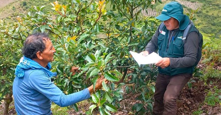 Agro Rural impulsa la producción de palto con asistencia técnica y capacitación en Junín Perú