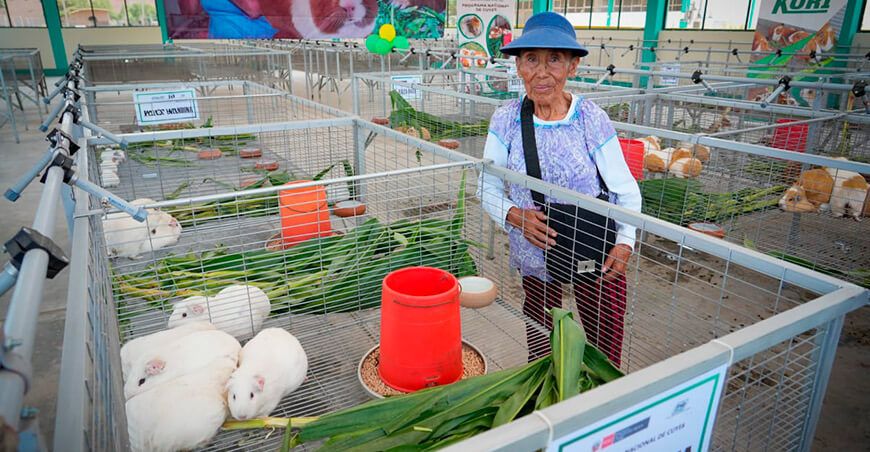 Agro Rural inauguró primer galpón de reproducción genética de cuyes en Lima