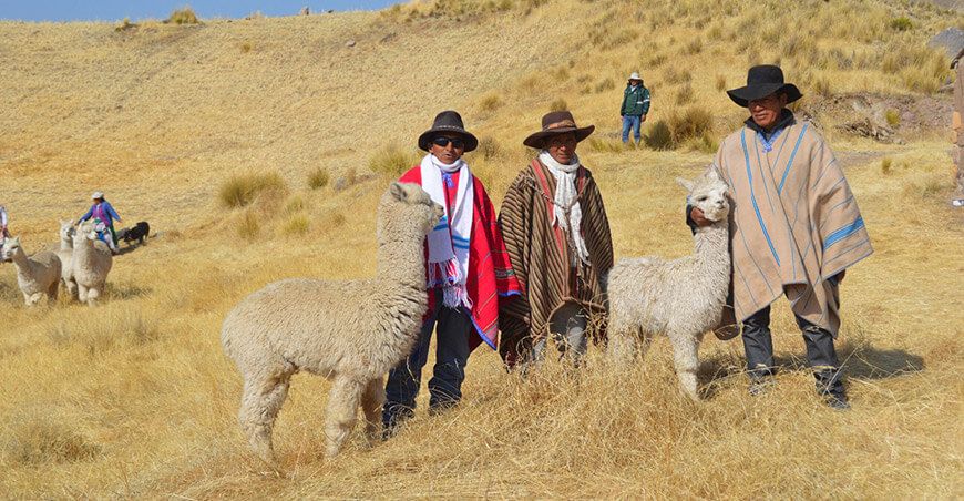 Agro Rural protege alpacas con kits veterinarios Arequipa Perú