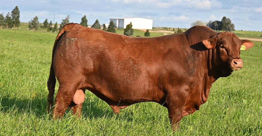 Bovino raza Brangus de Uruguay 