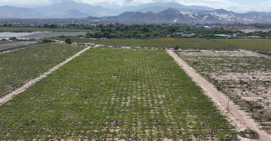 campos de cultivos de uvas pisqueras Mincetur presenta nuevas experiencias de las “Rutas del Pisco” para impulsar su consumo y el turismo Perú
