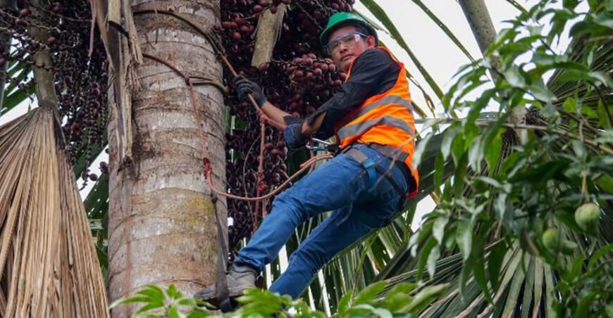 Comunidades amazónicas conservación y producción de aguaje Perú