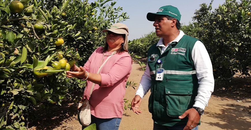 Senasa control cultural mosca de la fruta cítricos productores de Perú