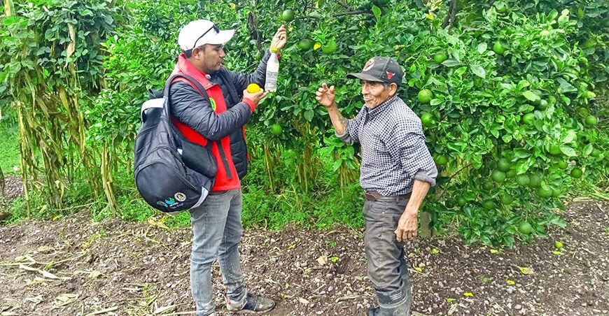 control integrado contra la mosca de la fruta en Huamanga Ayacucho Perú