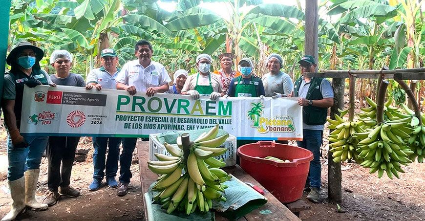 Cooperativa agraria de Junín obtiene certificación Global G.A.P. para la producción de plátanos