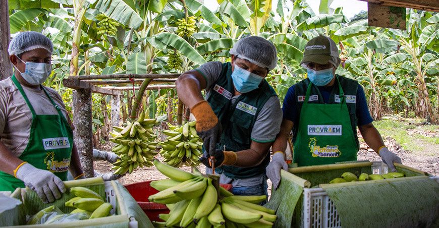 Cooperativa agraria de Junín obtiene certificación Global G.A.P. para la producción de plátanos