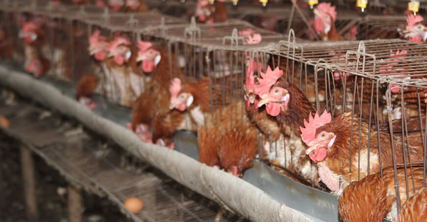 crianza de aves domésticas gallinas ponedoras Perú Senasa