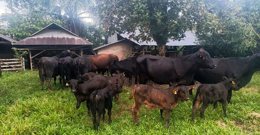 Asociación Peruana de Criadores de Brangus ganado vacuno Perú