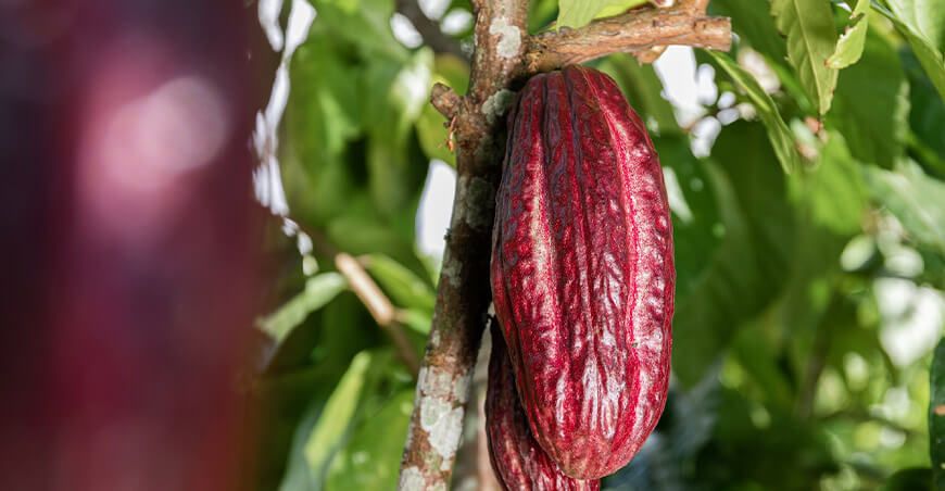 cultivo de cacao Perú