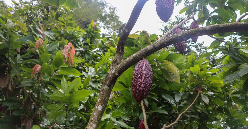 cultivo de cacao Perú