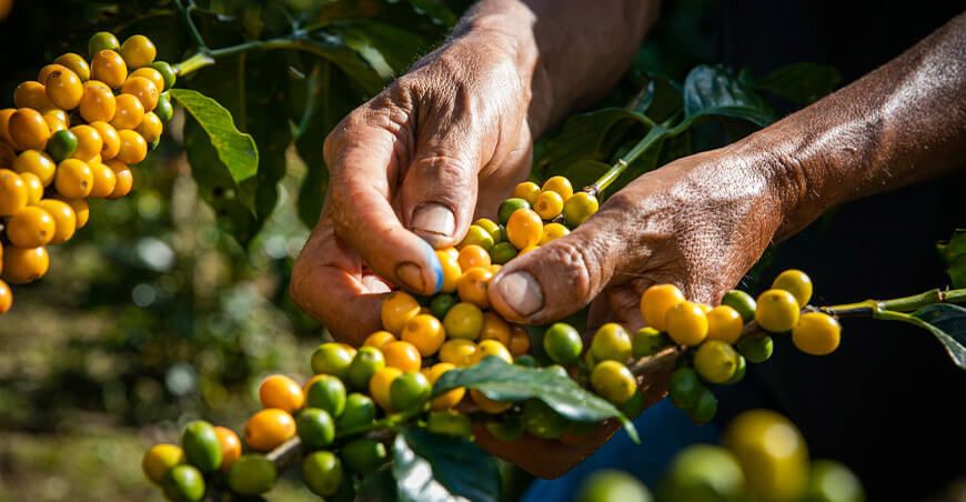 cultivo de café Perú