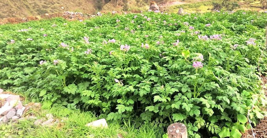 cultivo de papa en floración Perú
