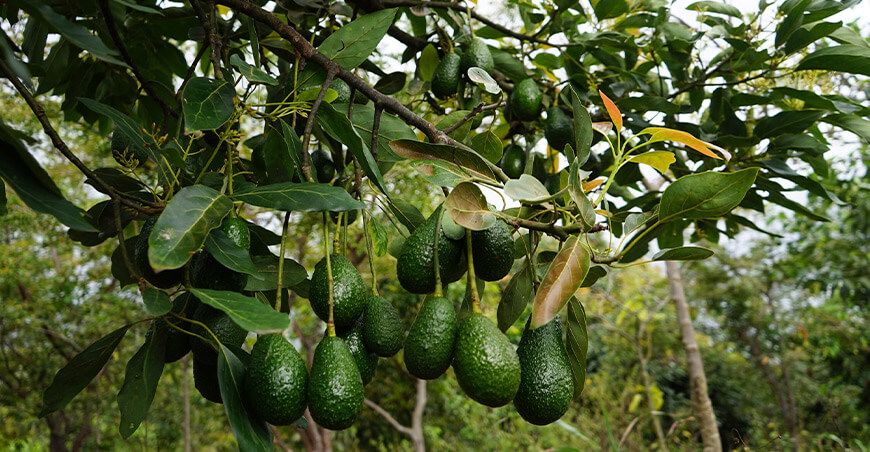 cultivo de palta Perú