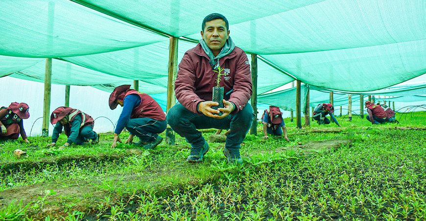 Cusco impulsa ambiciosa campaña forestal para restaurar suelos degradados con plantones nativos