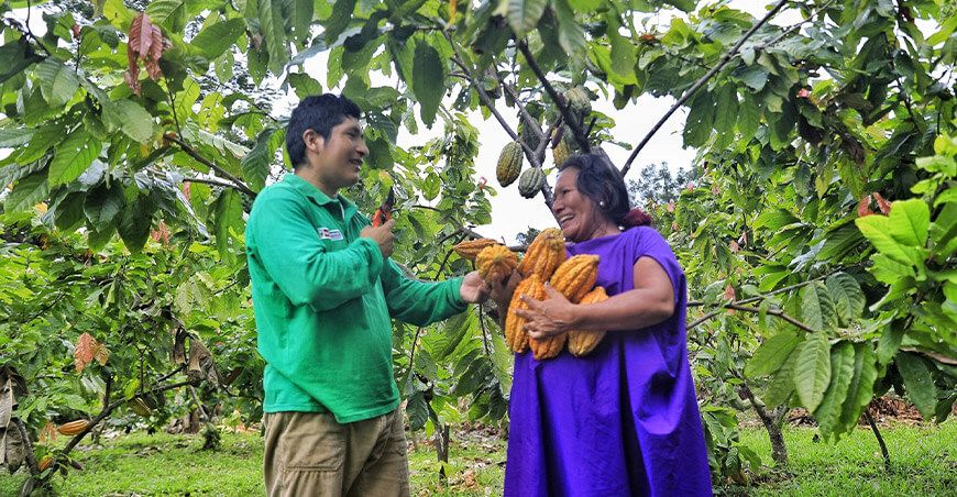 Devida y comunidades asháninkas de Ocarep refuerzan la producción de cacao Junín Perú