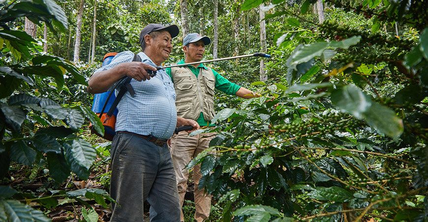 Devida brinda asistencia técnica productores de cultivo de café Vraem Perú