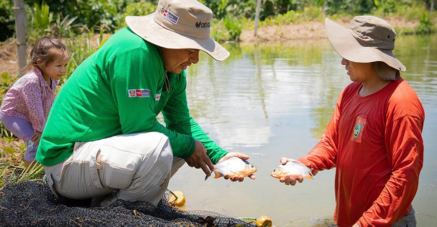 Devida piscicultura en el Vraem productores peces amazónicos paco Perú 