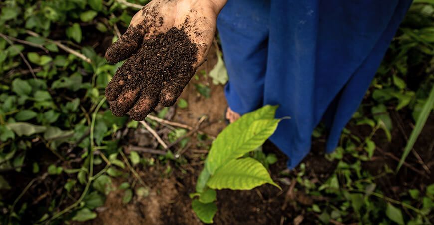 guano de isla abonar plantones de cacao y café en el Vraem Devida Perú