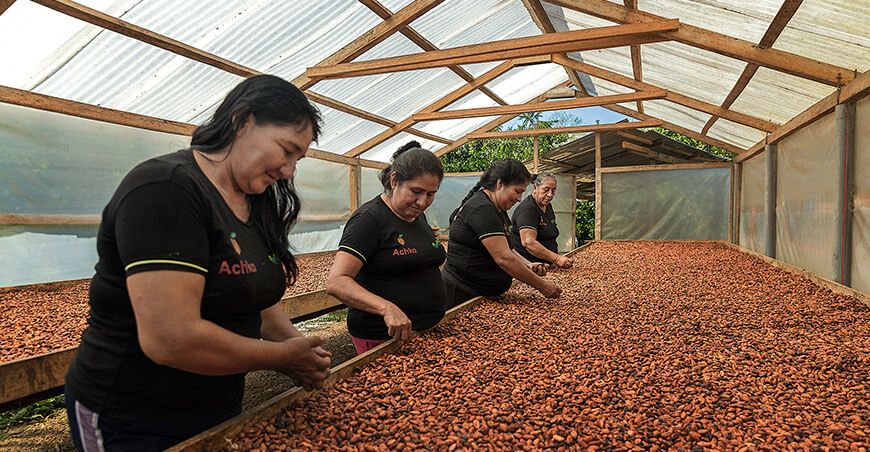 Asociaciones de café y cacao mejorarán su competitividad con apoyo de Procompite gracias a la asistencia de Devida Perú