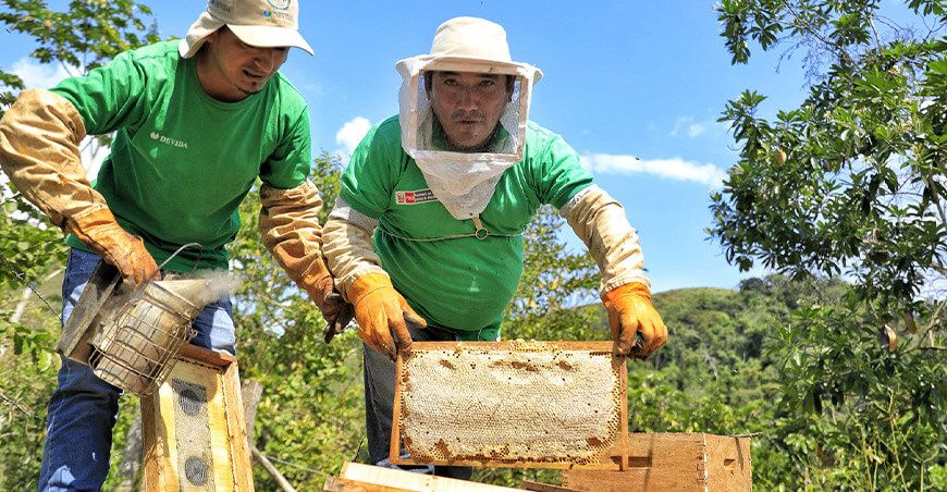 Devida impulsa la apicultura en el Vraem como alternativa al narcotráfico