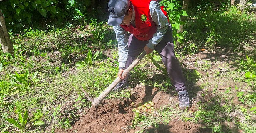control integrado contra la mosca de la fruta en Huamanga Ayacucho Perú