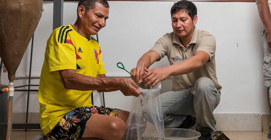 IIAP impulsa la acuicultura en Madre de Dios con la entrega de más de 40 000 alevinos de paco
