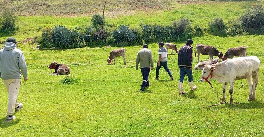 Entregaron vaquillonas Brown Swiss para fortalecer la producción ganadera en Parco Junín Perú