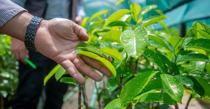 Entregarán 49 000 plantones de camu camu y guanábana a productores de Kimbiri Cusco Perú