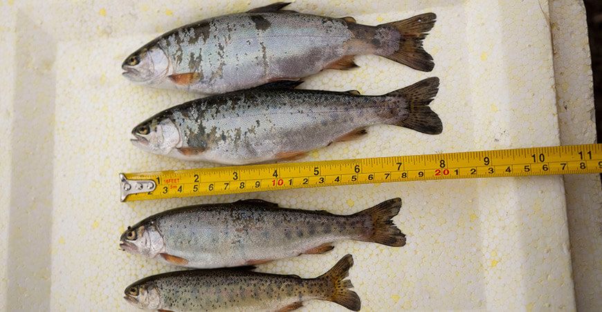 Evalúan crecimiento de alevinos de trucha en la represa Pallcca Ayacucho Perú