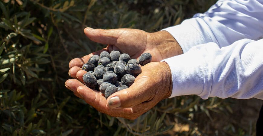 Perú exportación de aceituna peruana
