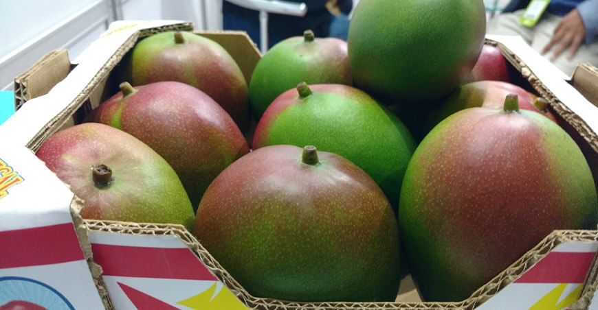 exportación mango