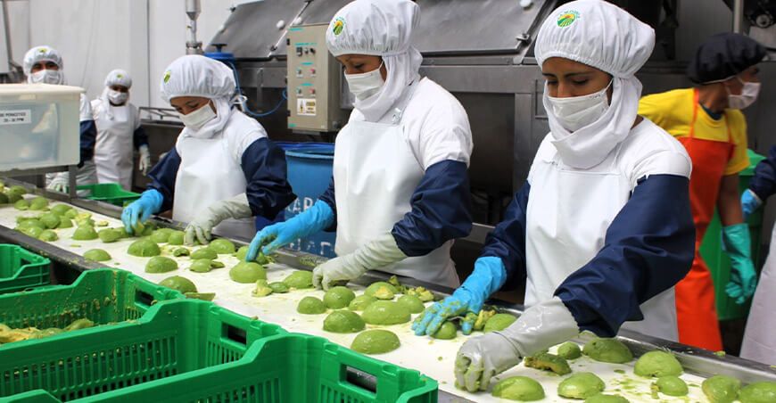 Perú exportación de palta congelada peruana