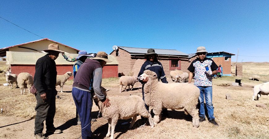 Midagri ejecutará proyecto ovinos Achaya Azángaro en Puno